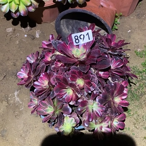 多肉植物法师891美杜莎