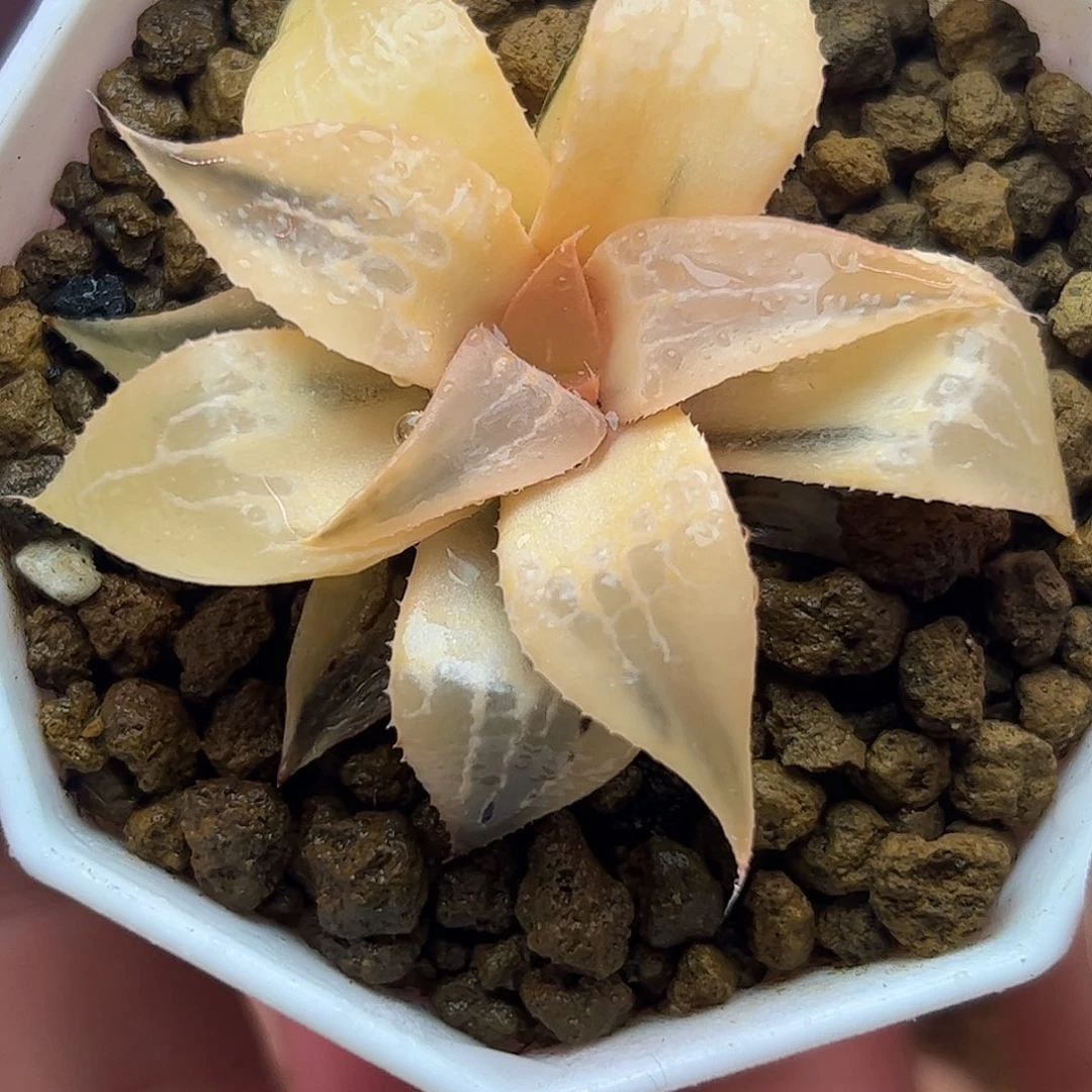 糊斑酒吞5.4公分十二卷