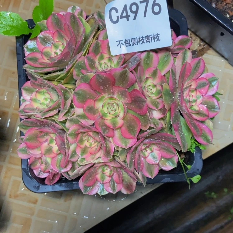 【闪购商品】磨*精4976倾城多肉