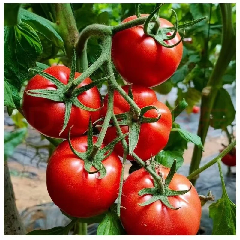 潍坊西红柿新鲜现摘当季蔬菜自然熟沙瓤大小番茄生吃水果