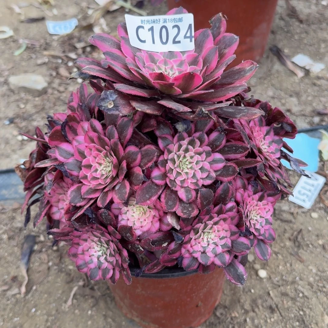 1024粉铜多肉植物