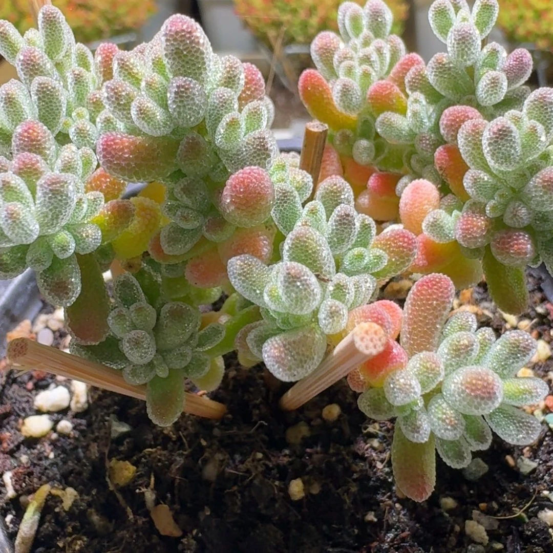 粉色冰晶枝干番杏204