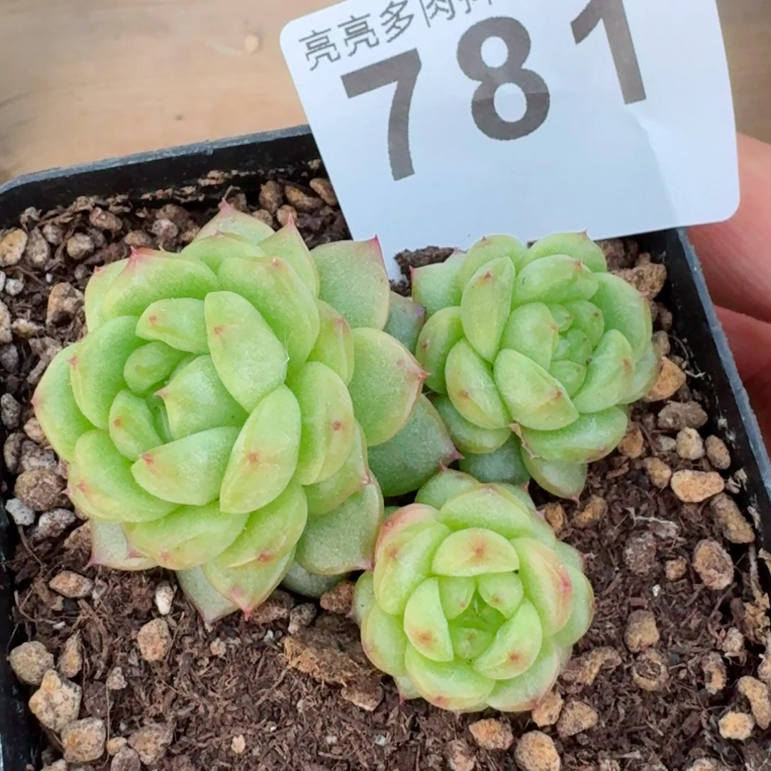 古***灯泡珍妮         精品多肉