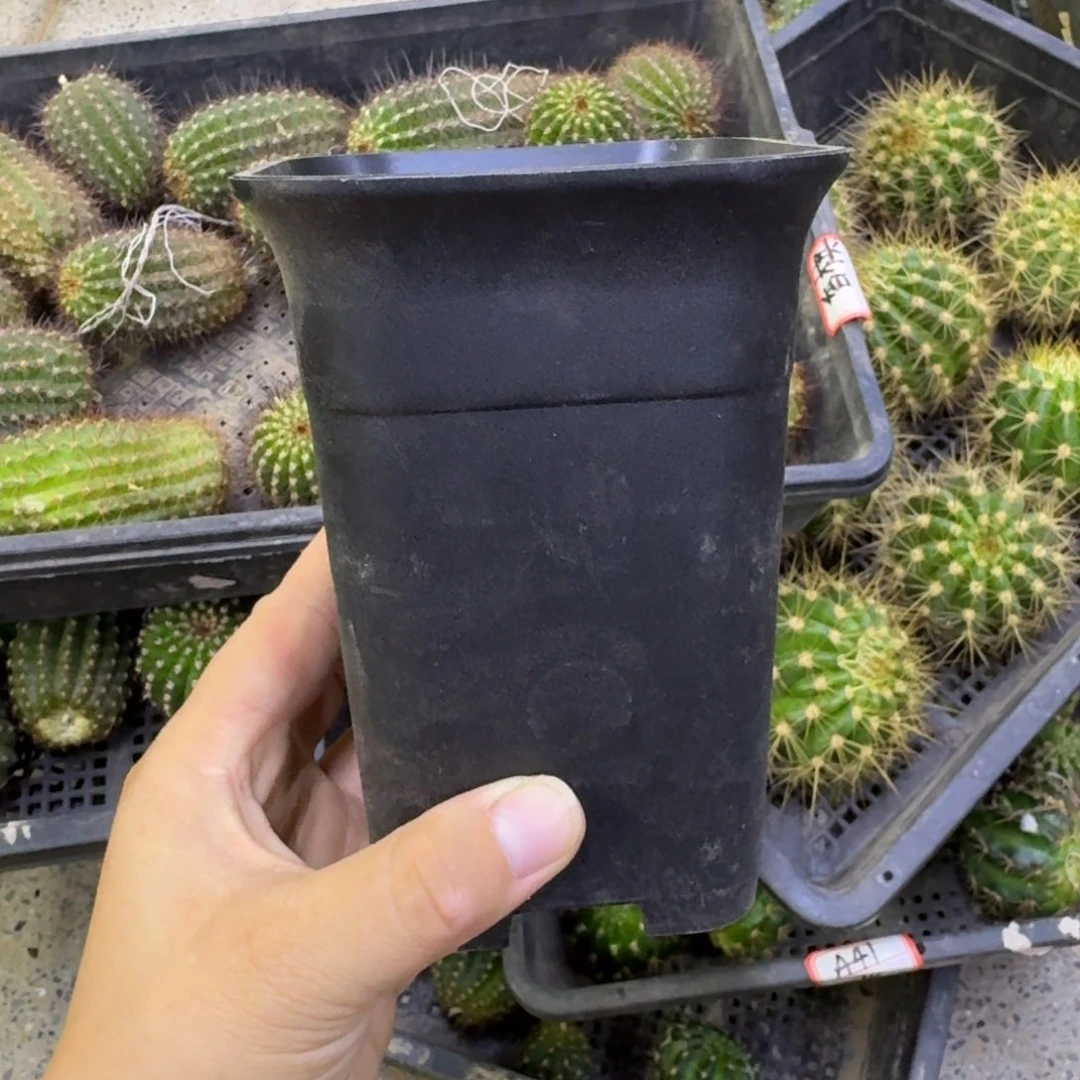 5个小黑万象盆口径10公分左右无托，20包邮