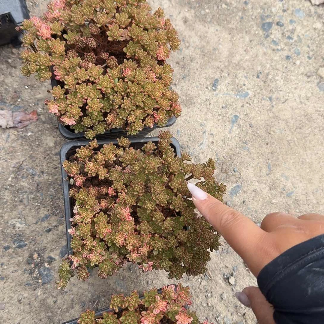 K***i两颗小人祭带10元运费多肉植物