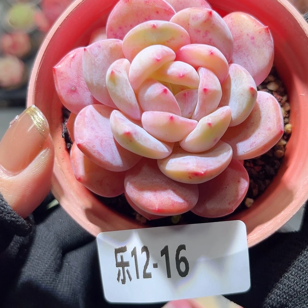 乐12-16 橙梦露单头