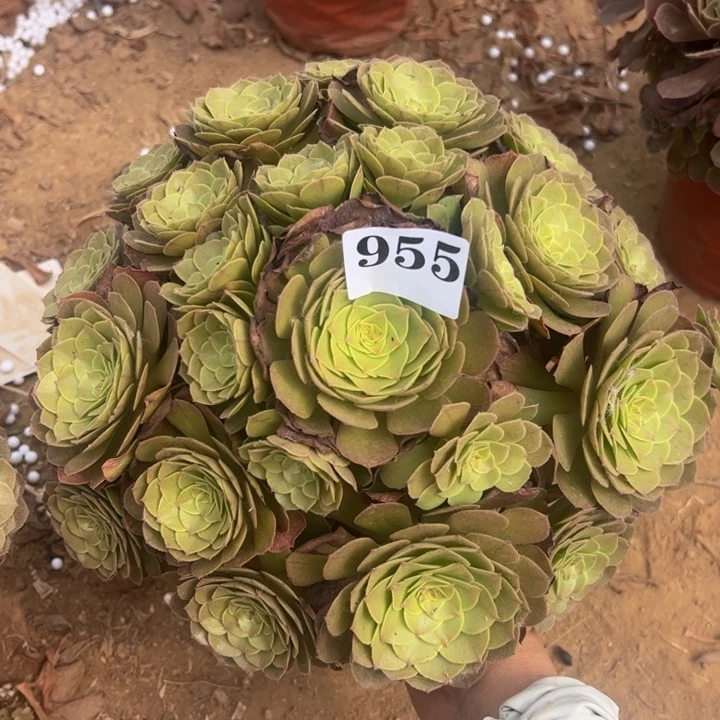 万圣节多肉植物955