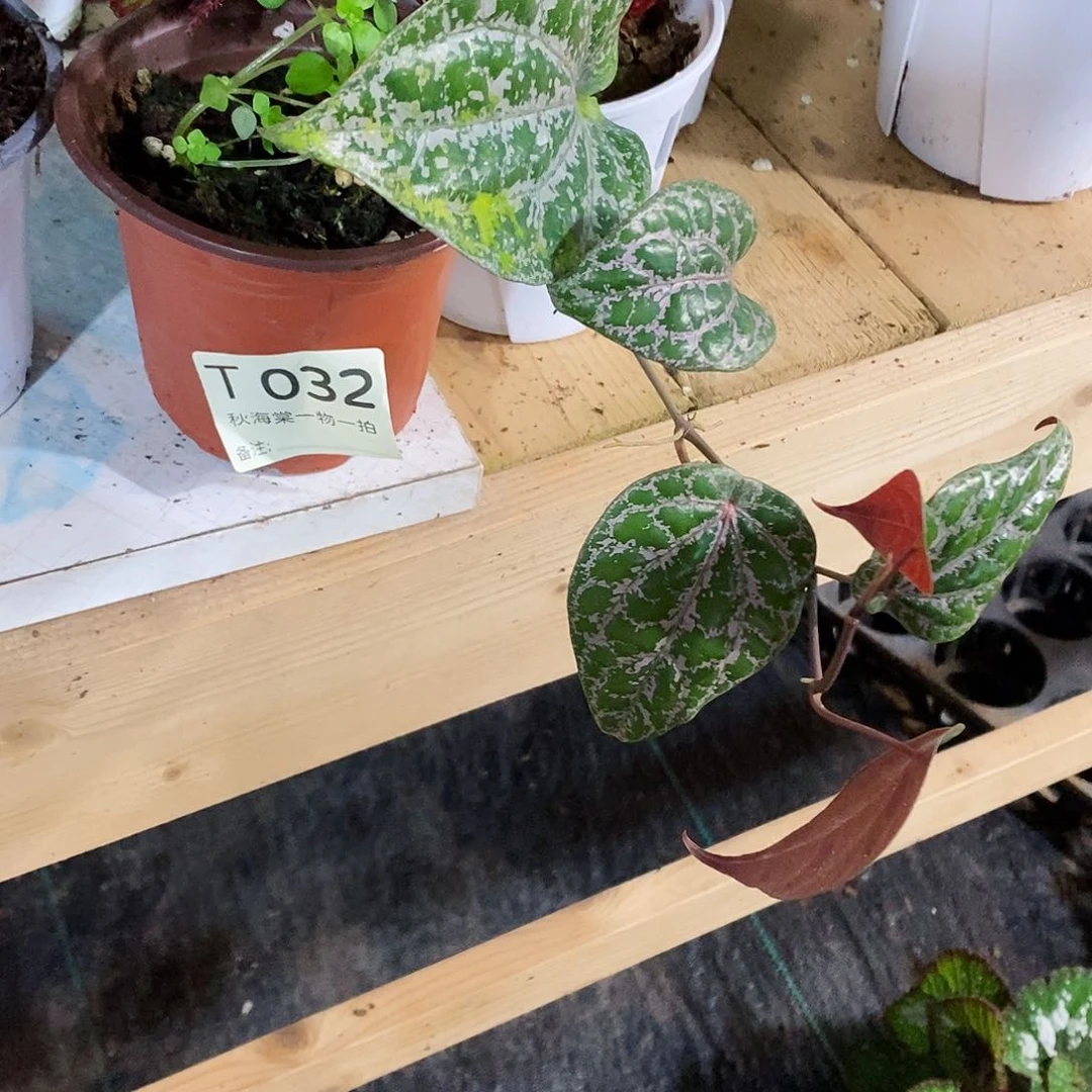 不开花植物Y*?秋海棠032