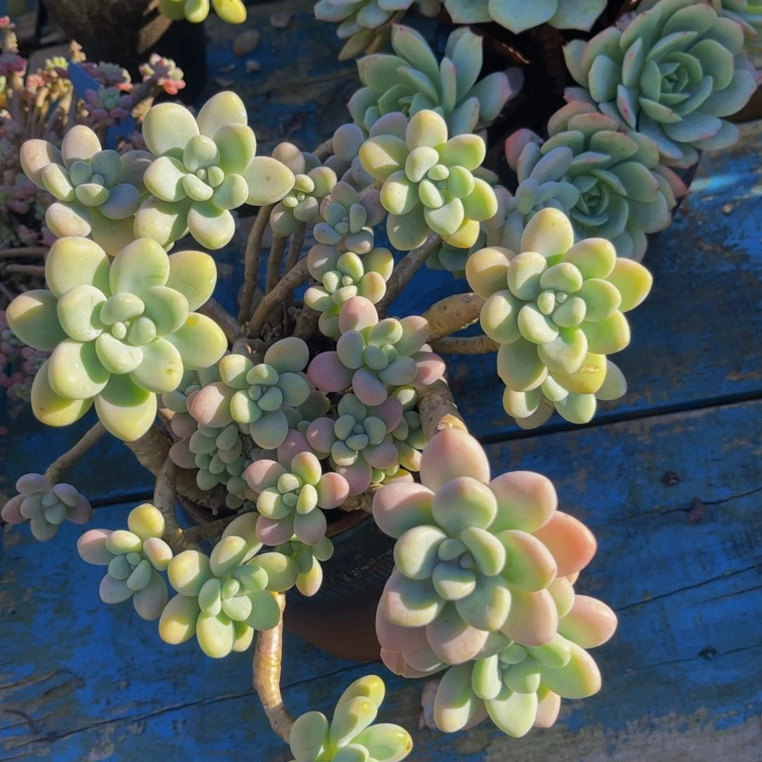 新疆西藏内蒙不发货，洛神