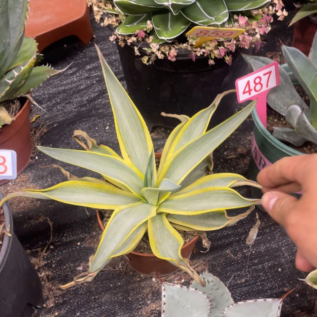 银河旅人龙舌兰系列