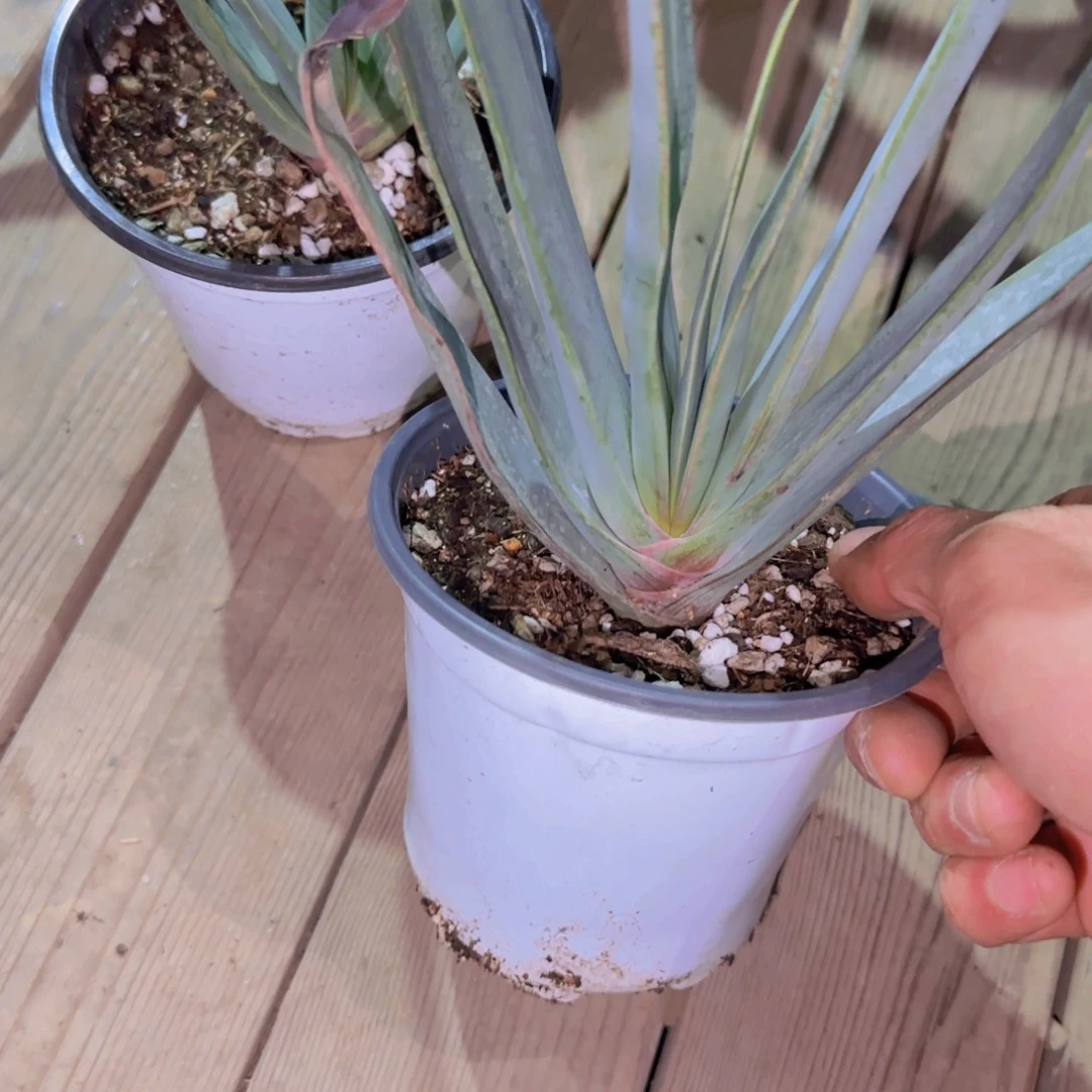 块根植物块根植物