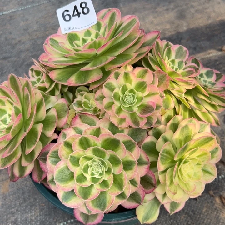 648玉资20厘米左右