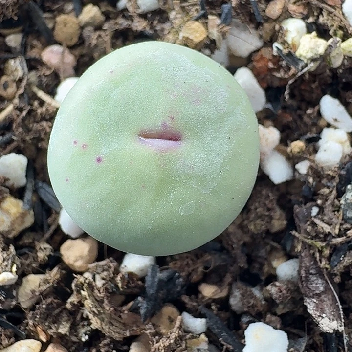 老马生石花红嘴2235