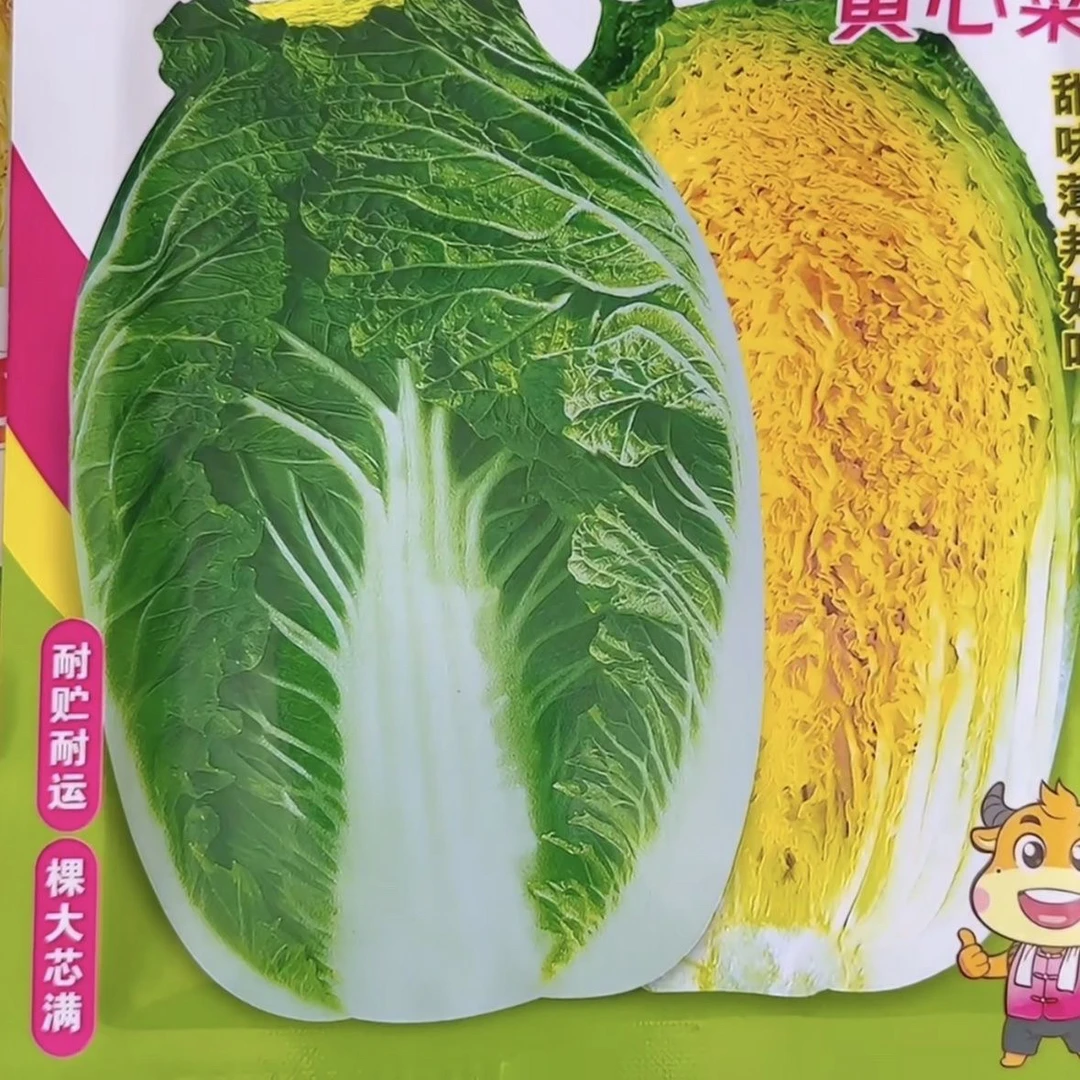 黄心储不烂大白菜种子秋季白菜种籽农家白帮大黄心包头菜蔬菜种孑