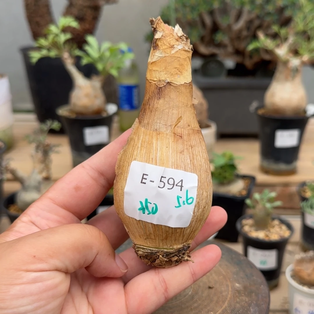 594变色大地百合块根植物