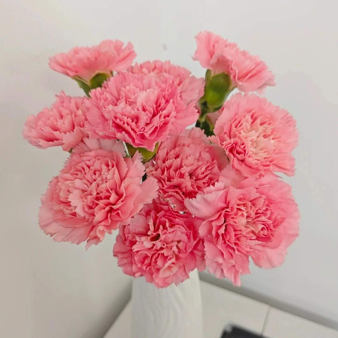 粉色康乃馨鲜切花云南昆明基地直发母亲节花束鲜花插花