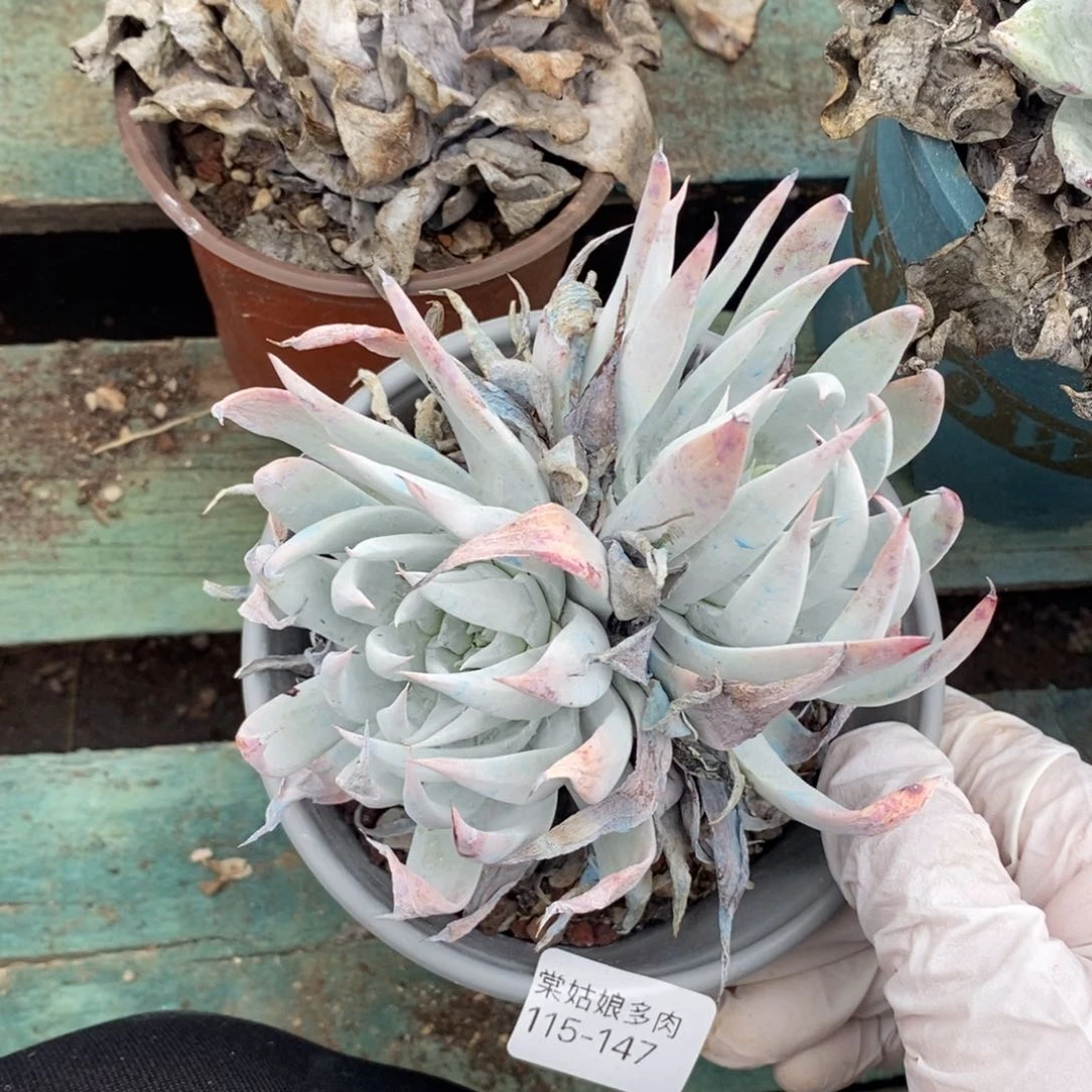 147号莫然伊小可爱