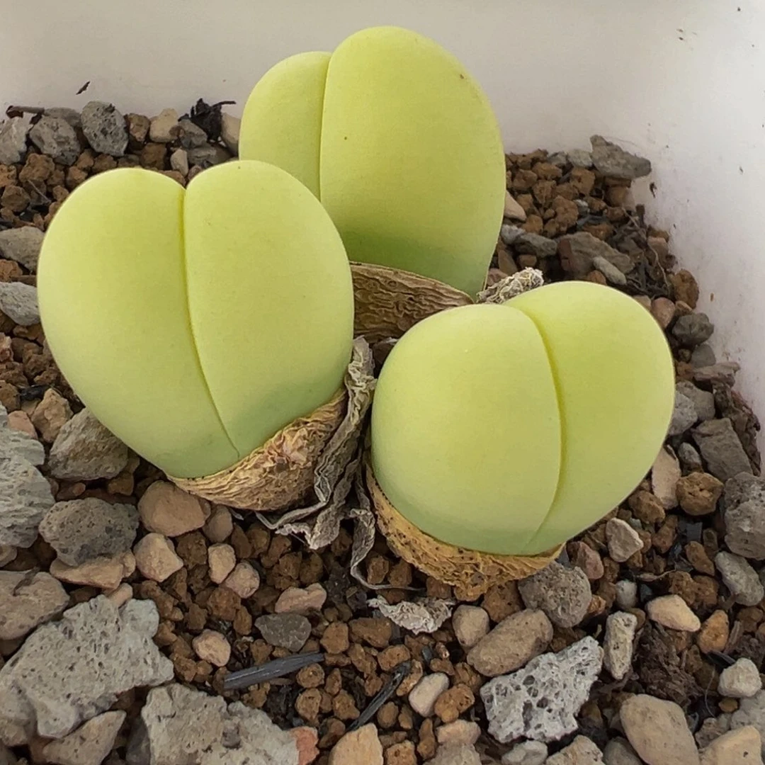 822多肉植物种类多样