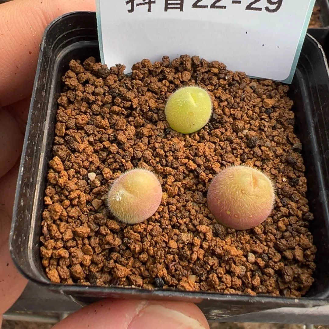 逗*22-29多肉植物，现在