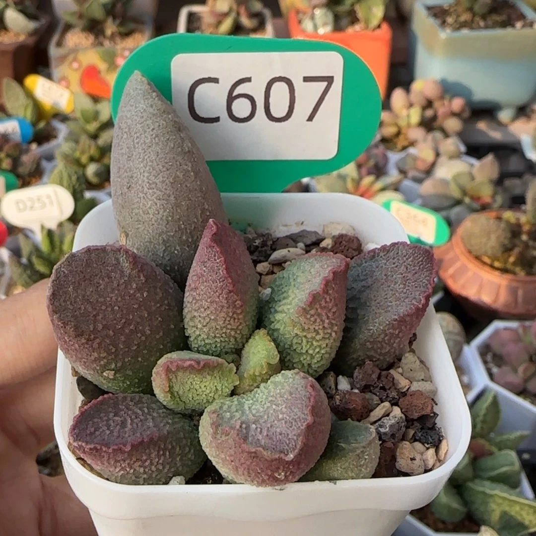 赛猪肝。     607。