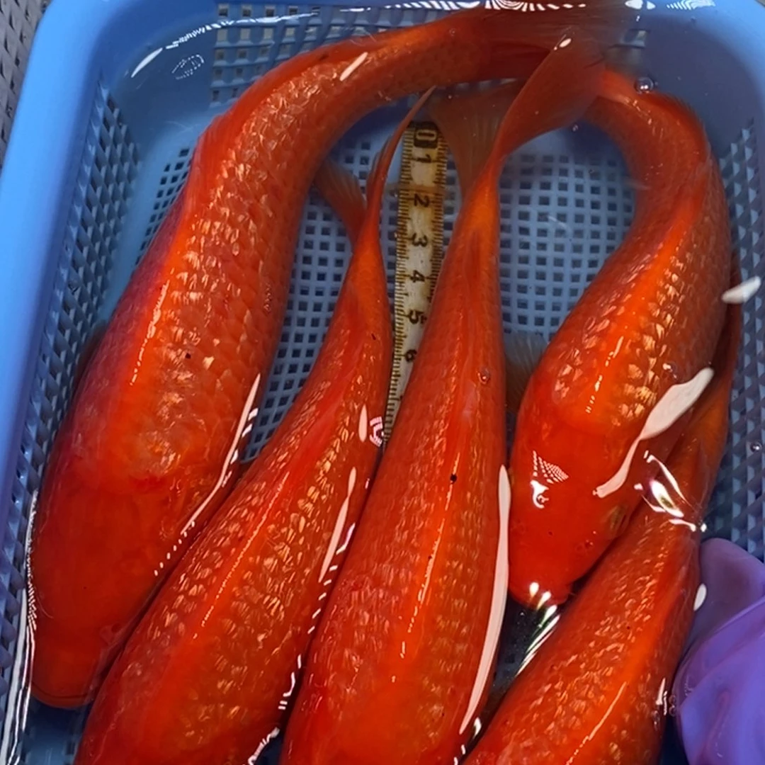 锦鲤冷水锦鲤包邮