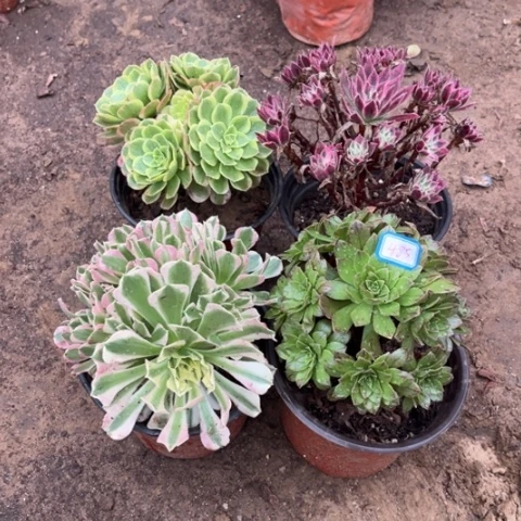 485多肉植物组合，