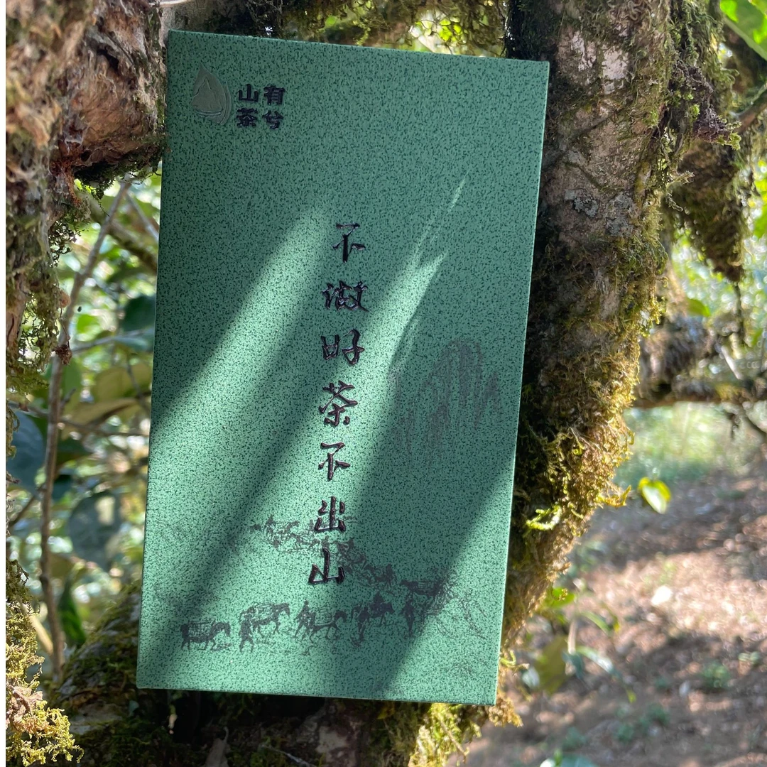 2025年滑竹梁子春茶大树  100克普洱茶生茶