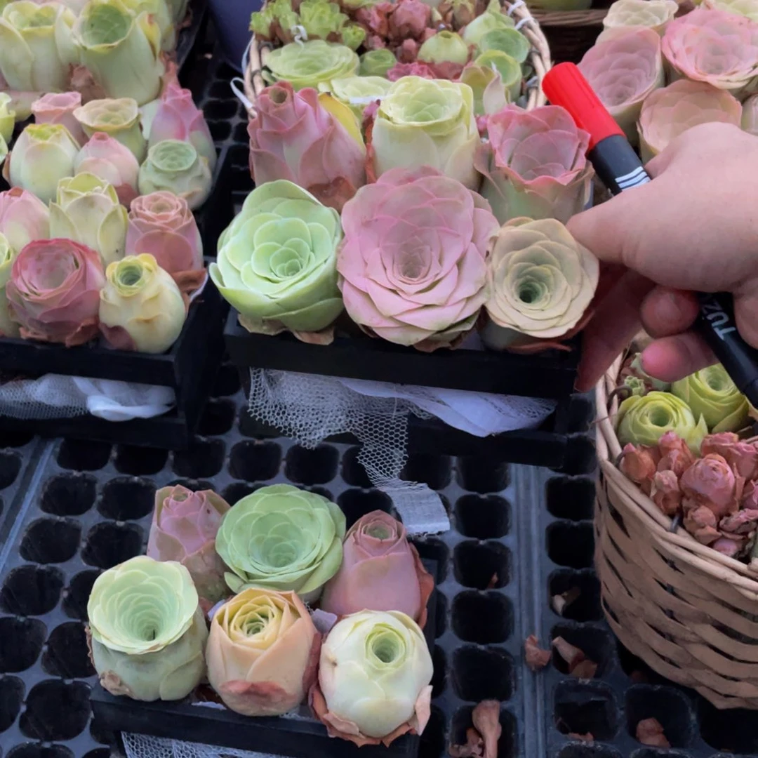 怪*山地玫瑰多肉植物60