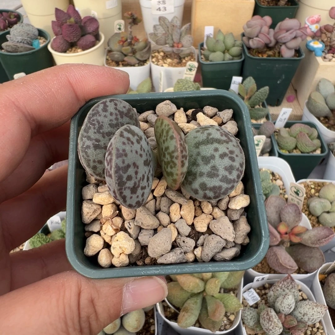 121 号好看的水泡冲冲冲