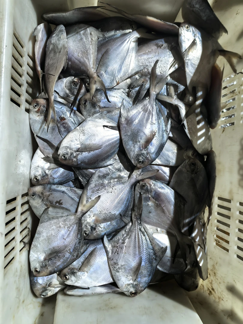 渤海湾野生鲳鱼静鱼平鱼