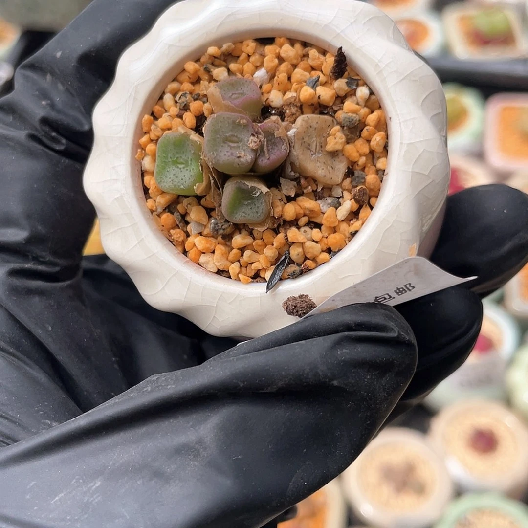 2423--一物一拍 带盆 玫瑰1415