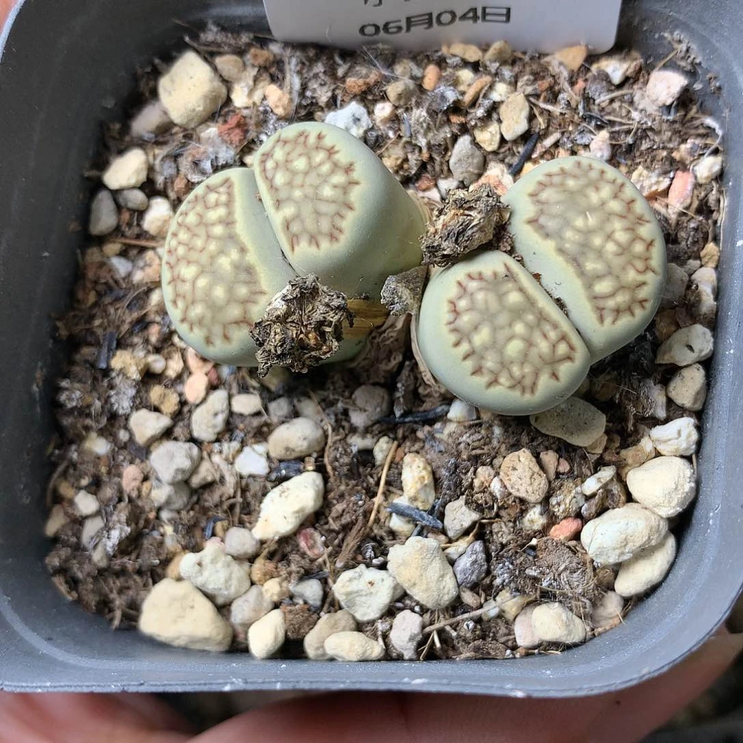 E472多肉植物保护研究所