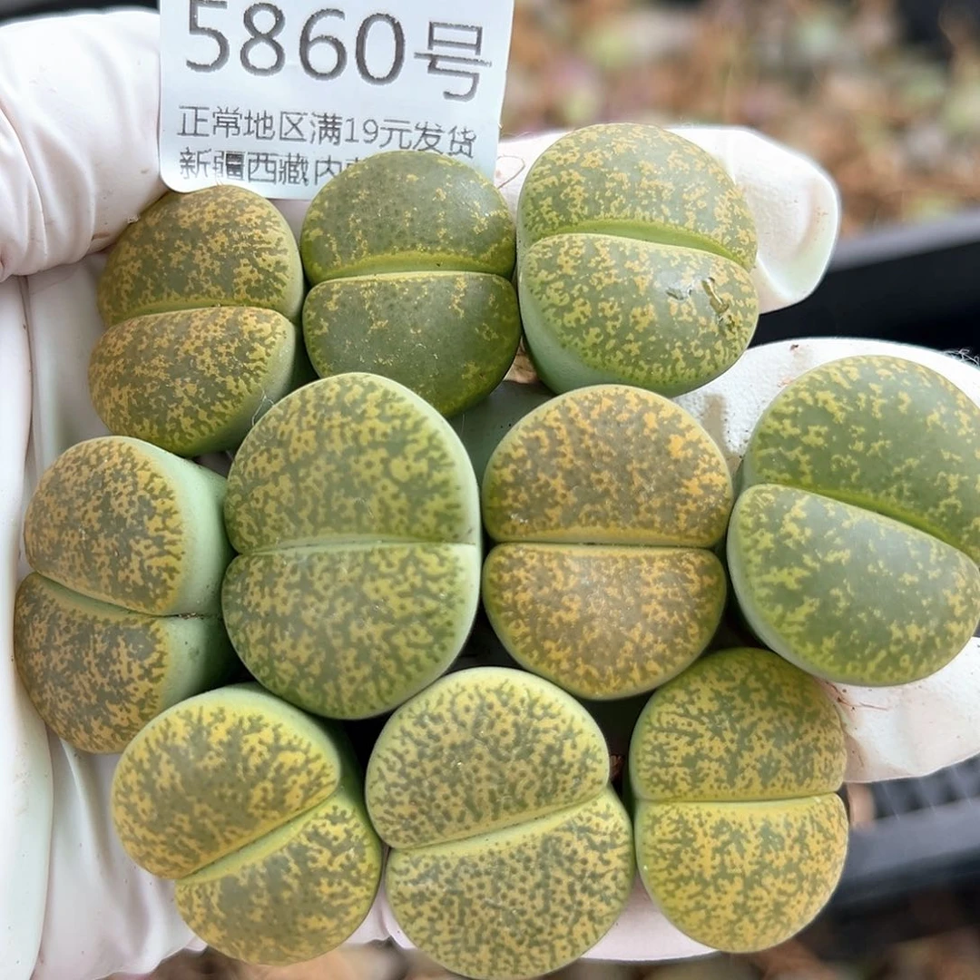 5860 好养易活生石花大母本10个