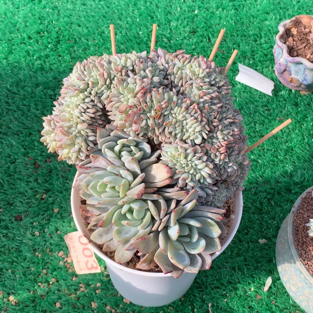 003橙子缀多肉植物