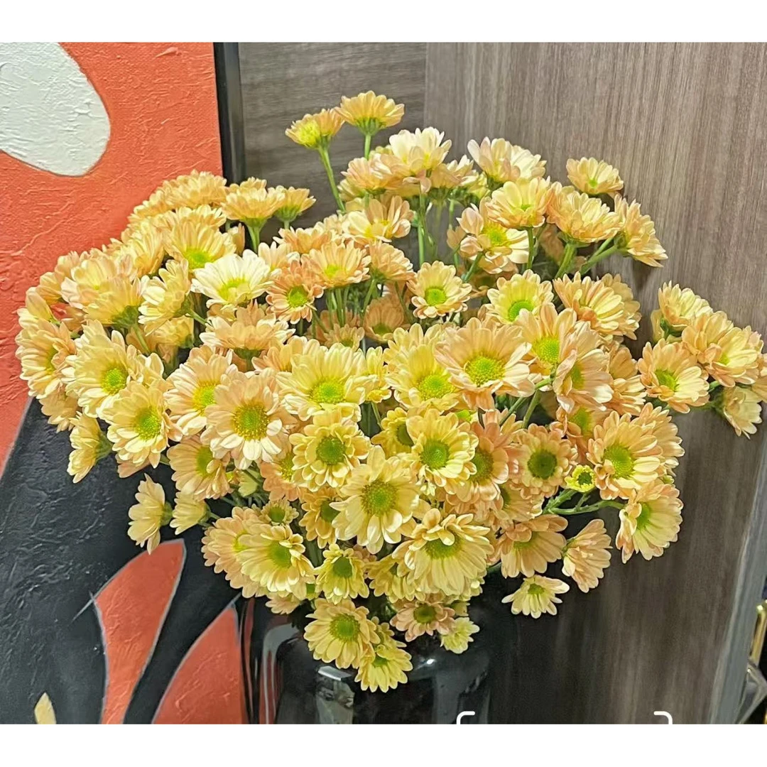 【香槟小菊】云南优选鲜切花昆明基地直发家用插花节日