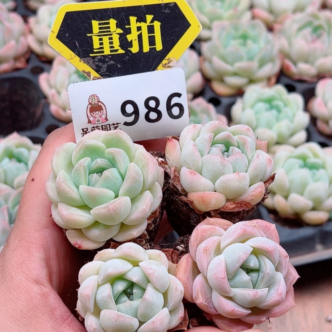 当前无花朵，栽培后可花朵