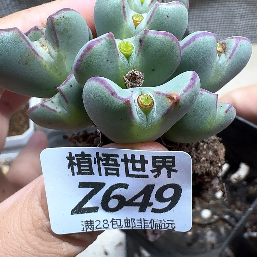 多肉植物的是如果好好