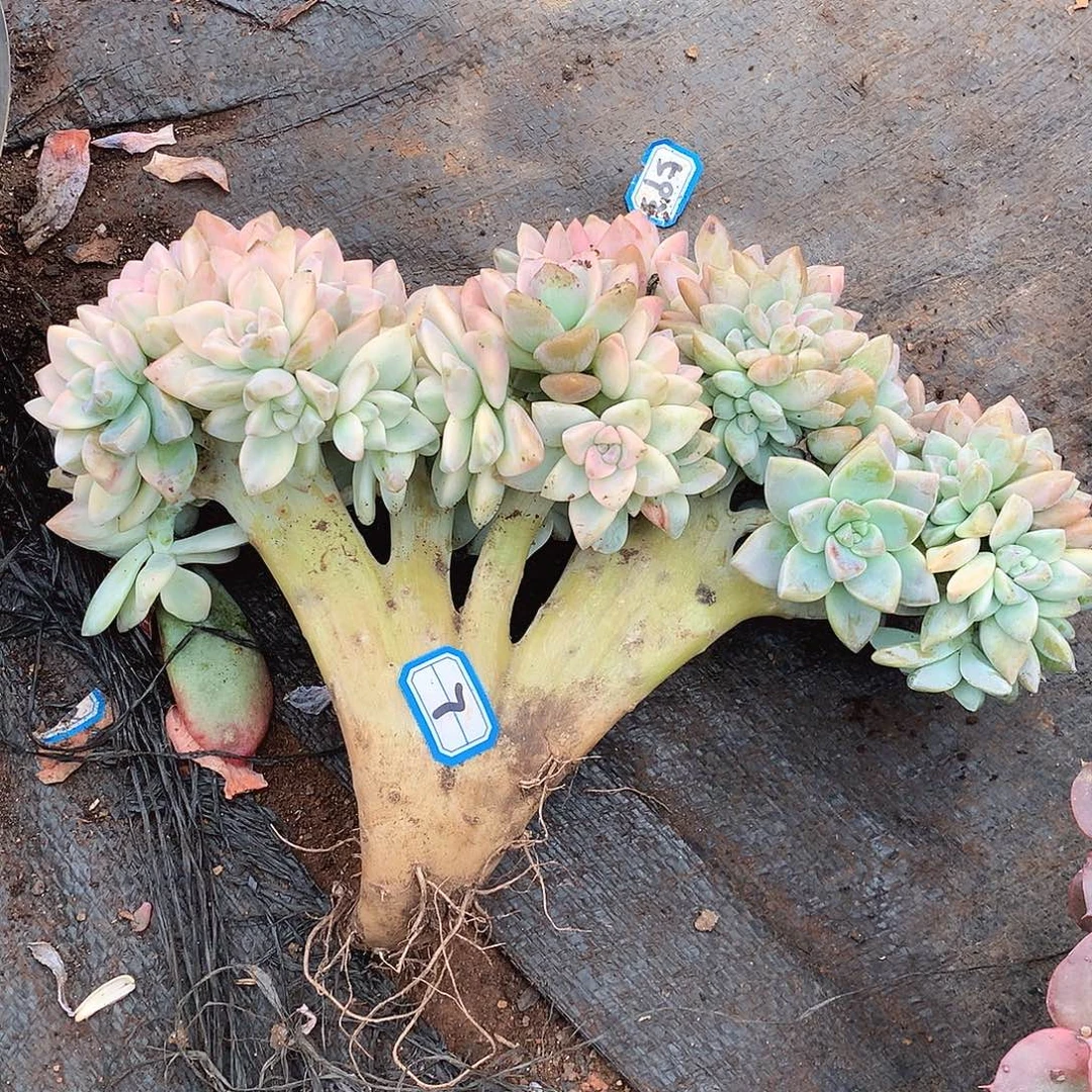 7淡雪锦缀一物一拍多肉