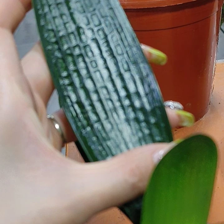 完全开放好五洲植物乐园