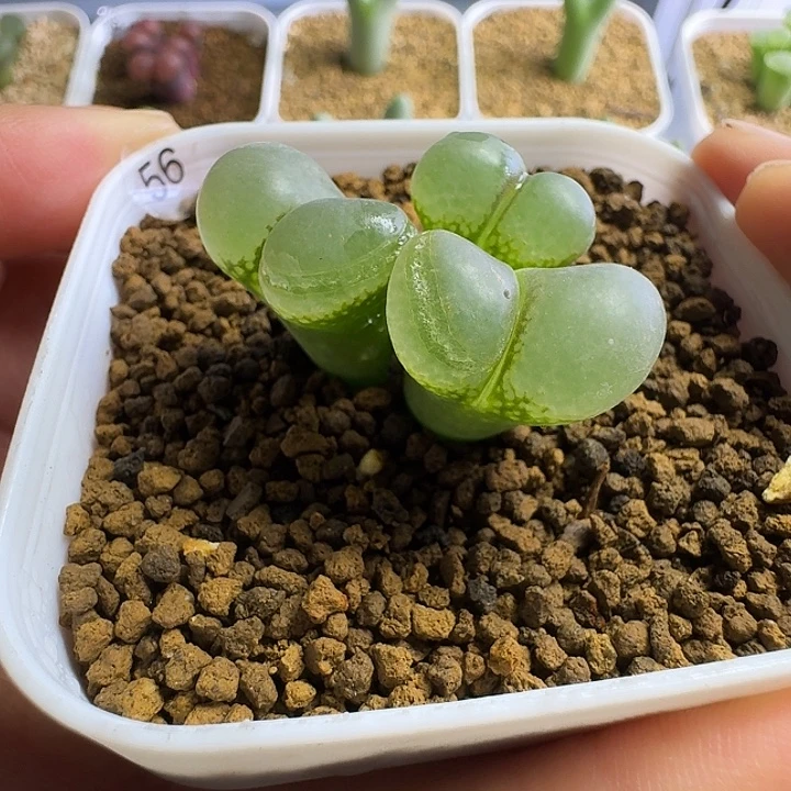 56......多肉...........