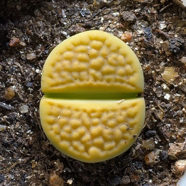 永***恋生石花1111111。   213