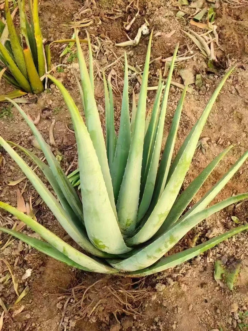 库拉索芦荟盆栽美容院灌肤可食用芦荟21斤一颗带跟