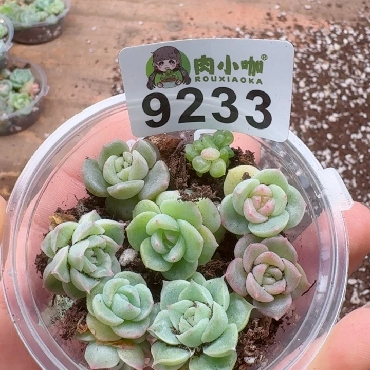 多肉植物多肉植物