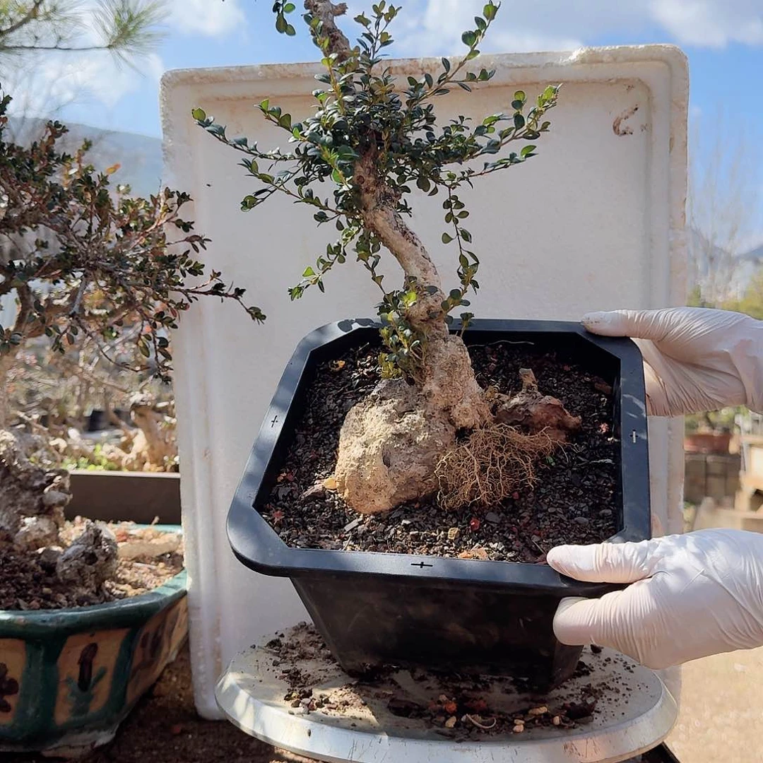 珍珠黄杨盆栽素材