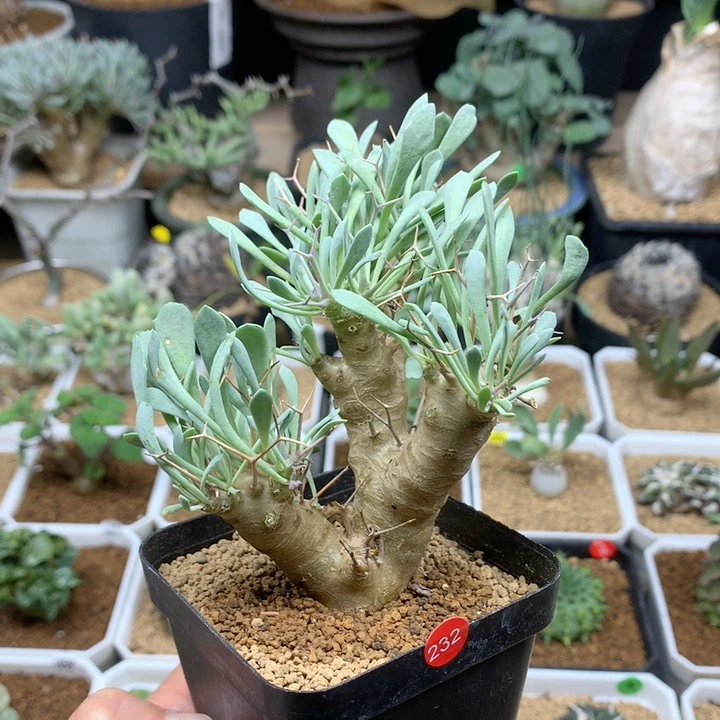 黑鬼殿厚敦菊多肉脱土