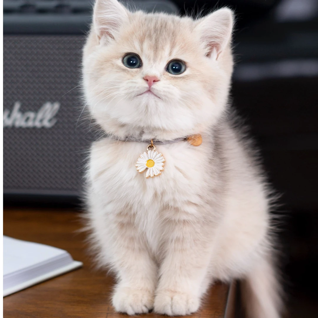 【B2-猫咪】银渐层、银点、蓝猫、蓝白、布偶、三花、金渐层、暹罗、起司