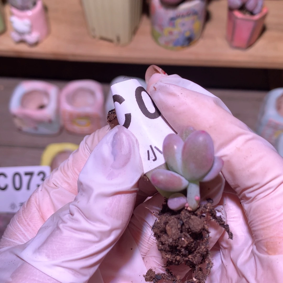 0007米可奶酪多肉