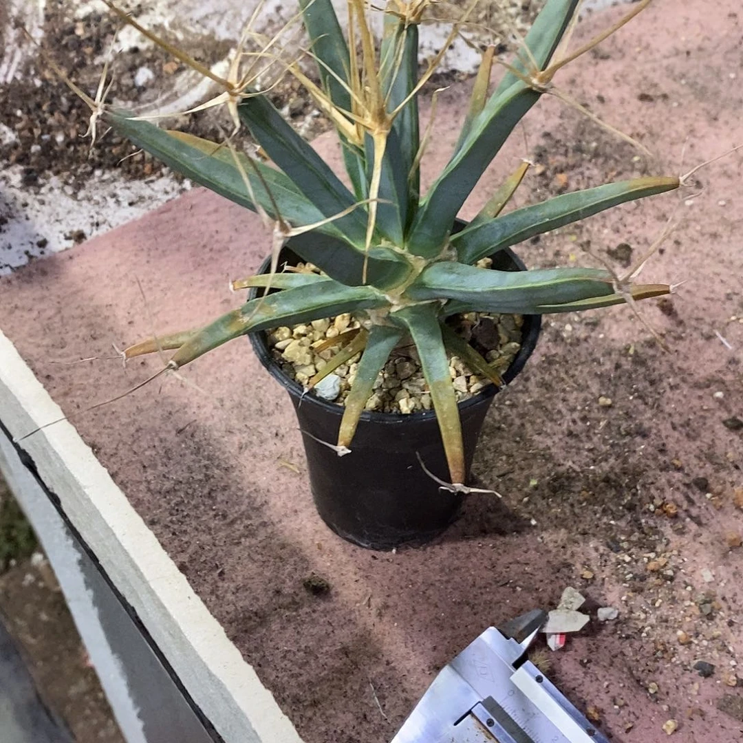 茉***狮无花朵光山仙人球仙人掌