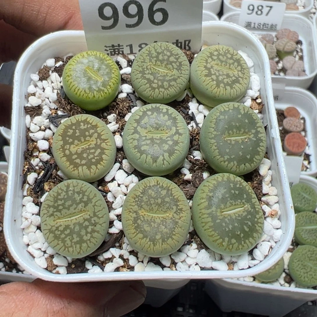 【闪购商品】 996。