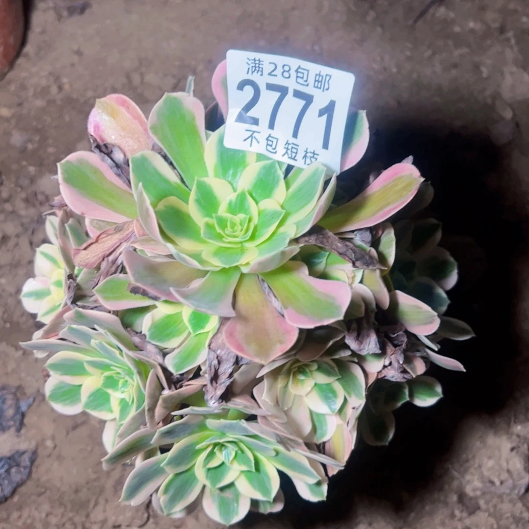 7彩石多肉植物法师2771